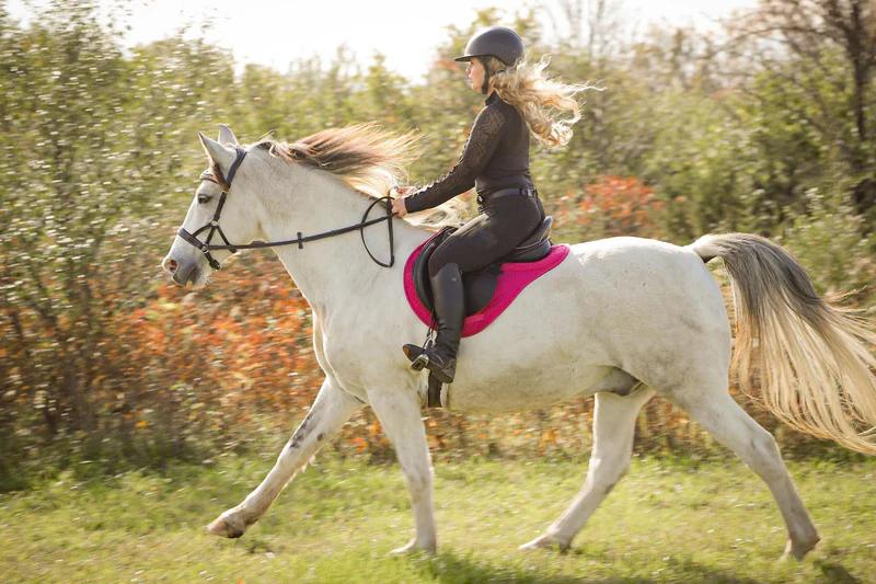 Elegance for Rider and Horse